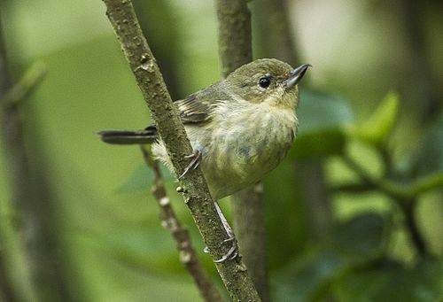 Rusty flowerpiercer